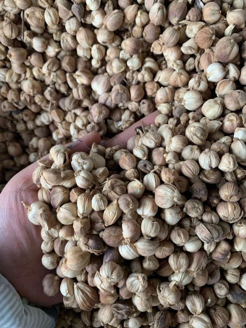 包邮3斤白扣白豆扣全干货颜色好质量保证货一首货源