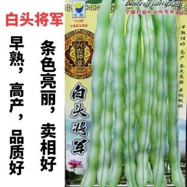 宁兴白头将军架豆四季豆种子高产无筋嫩白荚圆棍型芸豆种子