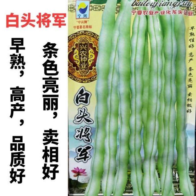 宁兴白头将军架豆四季豆种子高产无筋嫩白荚圆棍型芸豆种子