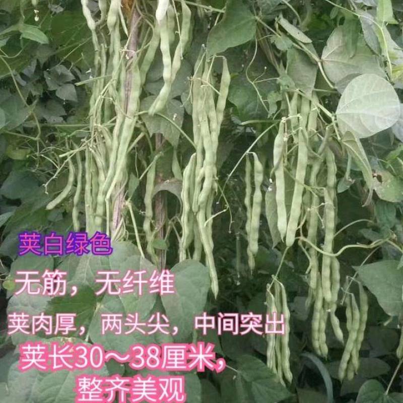 宁兴白头将军架豆四季豆种子高产无筋嫩白荚圆棍型芸豆种子