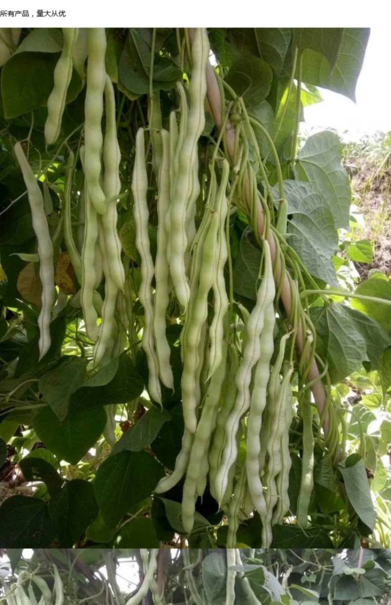 宁兴白头将军架豆四季豆种子高产无筋嫩白荚圆棍型芸豆种子