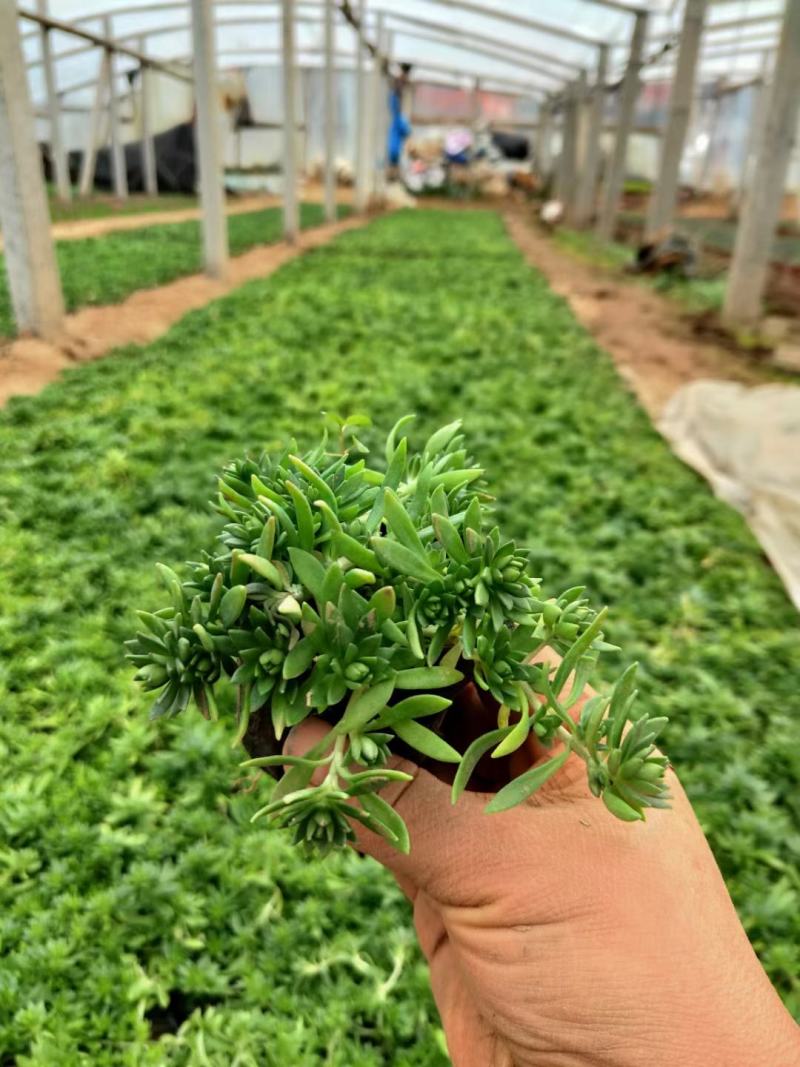 佛甲草，金叶佛甲草，佛甲草杯苗，营养杯佛甲草，佛甲草穴盘