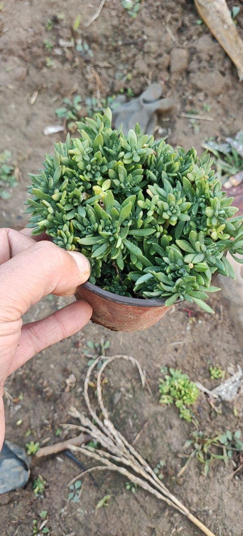 佛甲草，金叶佛甲草，佛甲草杯苗，营养杯佛甲草，佛甲草穴盘