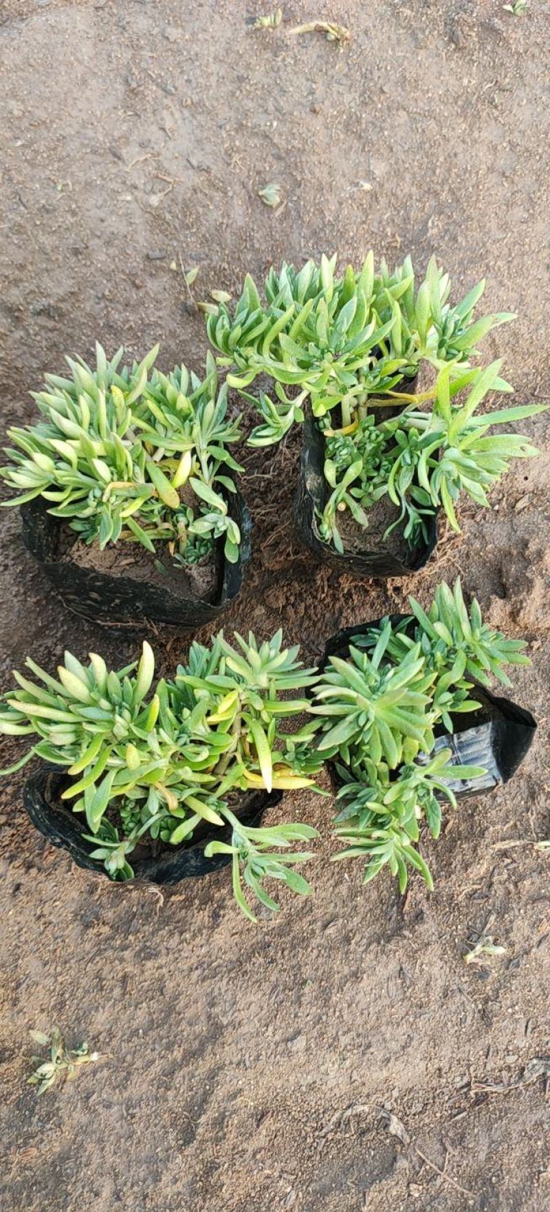 佛甲草，金叶佛甲草，佛甲草杯苗，营养杯佛甲草，佛甲草穴盘