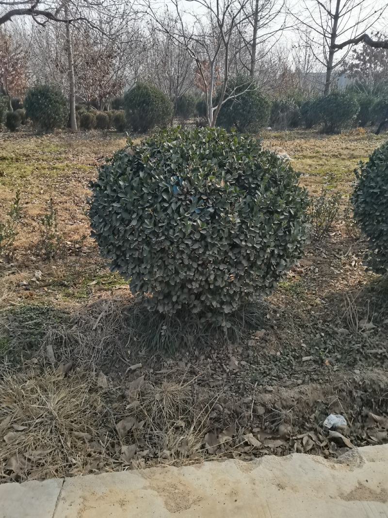 大叶黄杨球无患子目黄杨科是由大叶黄杨经过多次修剪培育而成