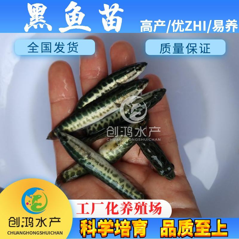 优质黑鱼鱼苗生鱼苗杂交黑鱼苗观赏鱼放生鱼