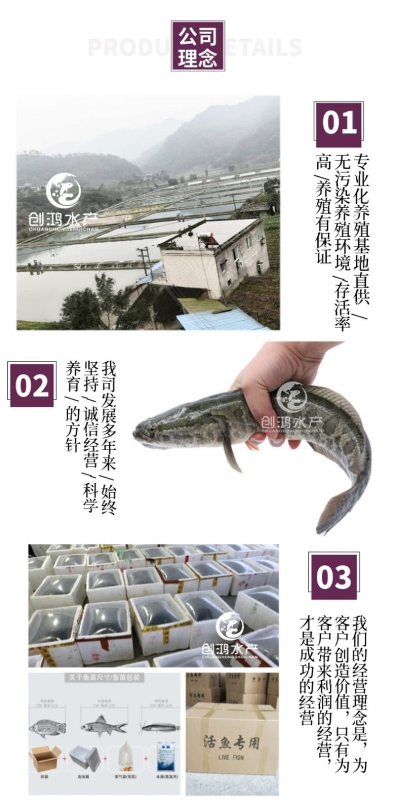 优质黑鱼鱼苗生鱼苗杂交黑鱼苗观赏鱼放生鱼