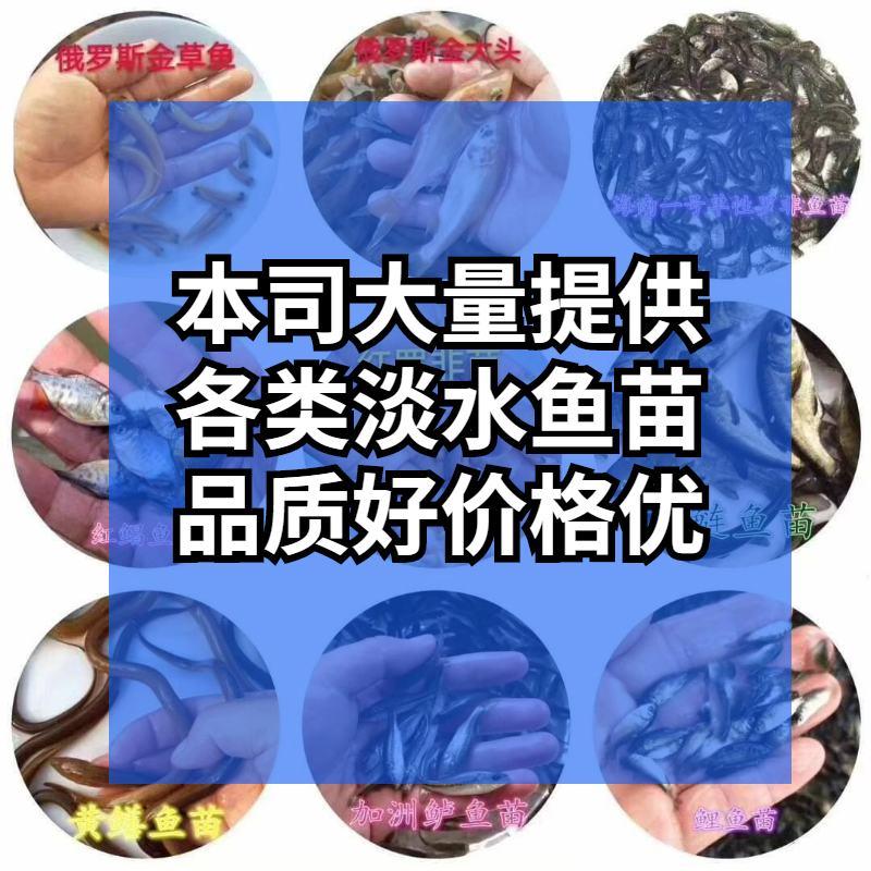 优质黑鱼鱼苗生鱼苗杂交黑鱼苗观赏鱼放生鱼