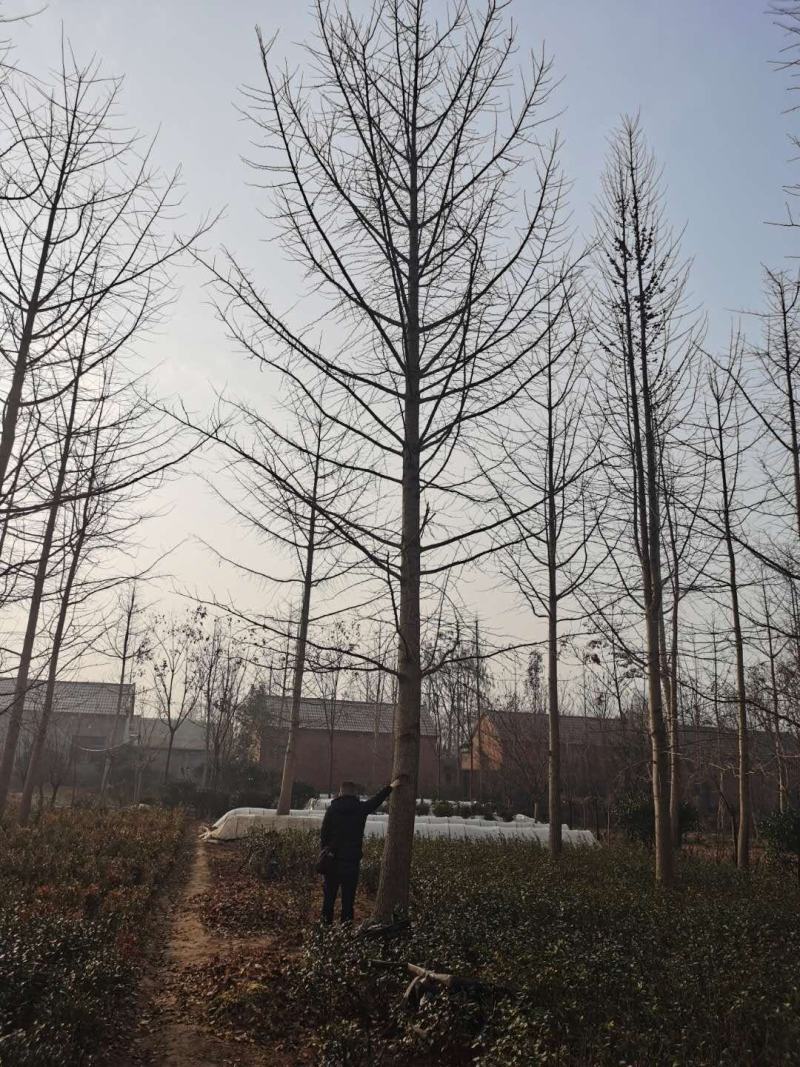 银杏（银杏科落叶乔木）乔木，高达40米，胸径可达4米