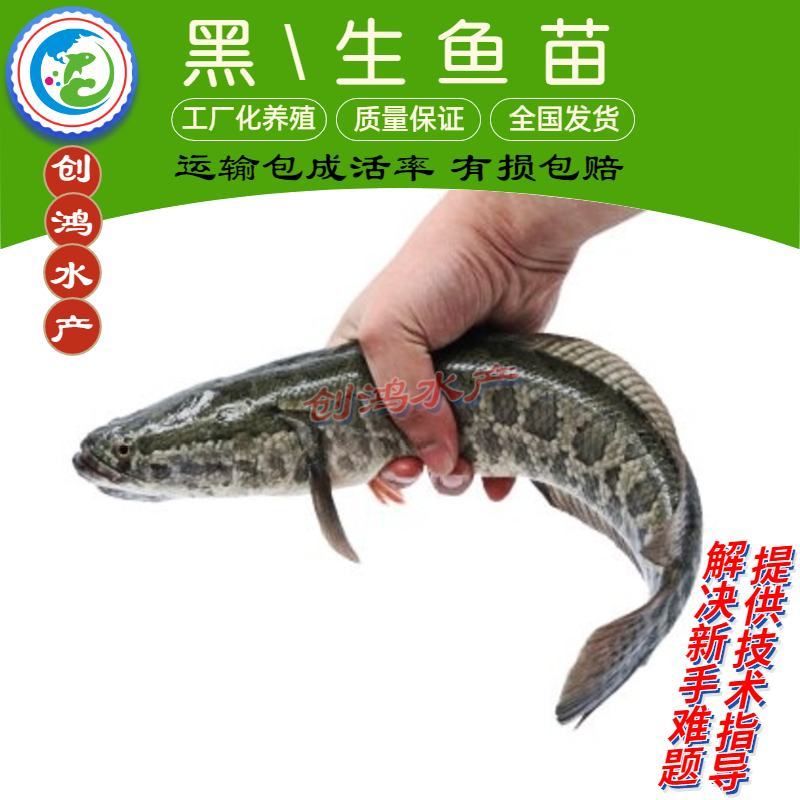 【高抗病力】优质黑鱼鱼苗生鱼苗乌鱼苗杂交黑鱼苗