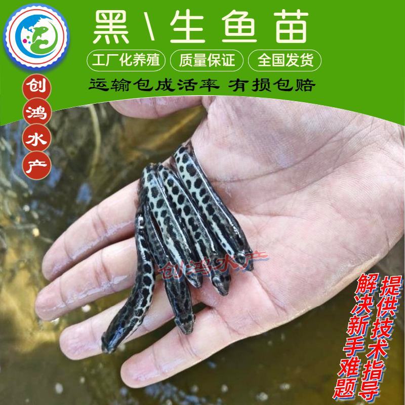【高抗病力】优质黑鱼鱼苗生鱼苗乌鱼苗杂交黑鱼苗
