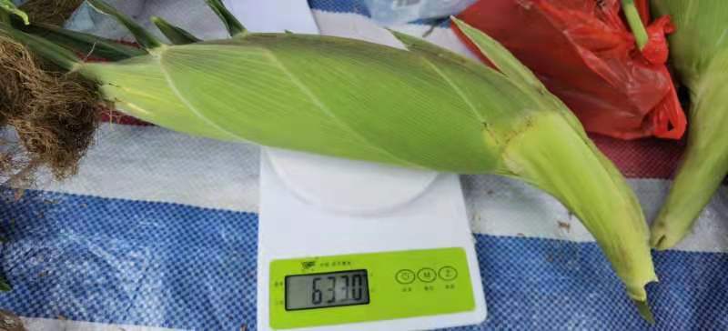 现摘水果甜玉米即食生吃棒新鲜水果类当季时令整箱10斤