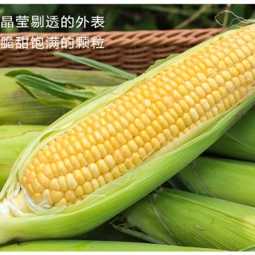 现摘水果甜玉米即食生吃棒新鲜水果类当季时令整箱10斤