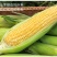 现摘水果甜玉米即食生吃棒新鲜水果类当季时令整箱10斤