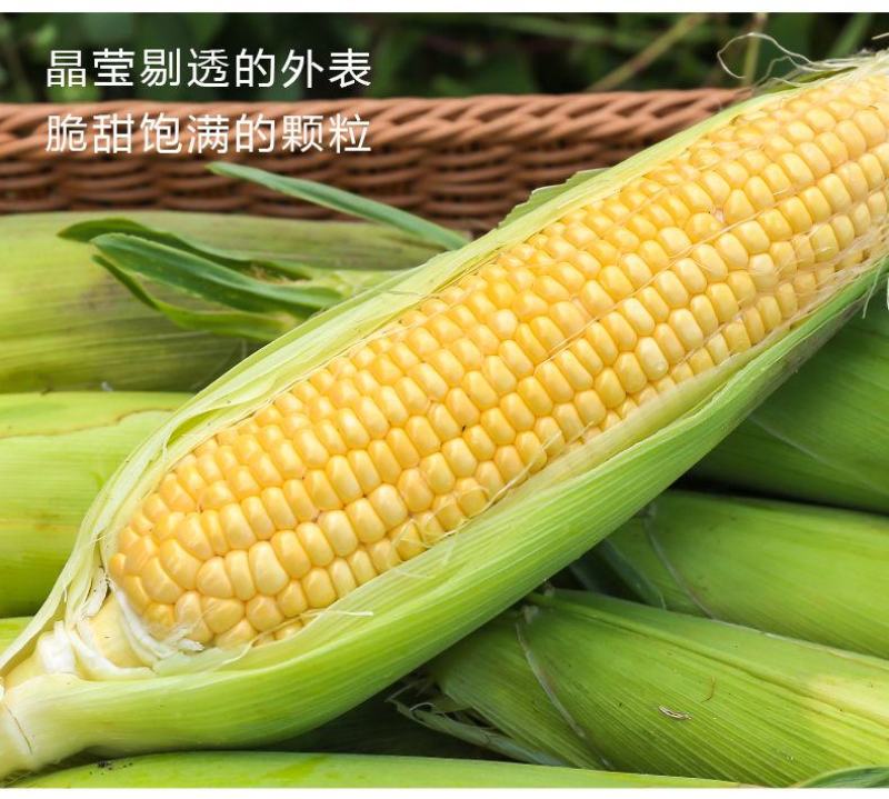 现摘水果甜玉米即食生吃棒新鲜水果类当季时令整箱10斤