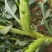 现摘水果甜玉米即食生吃棒新鲜水果类当季时令整箱10斤