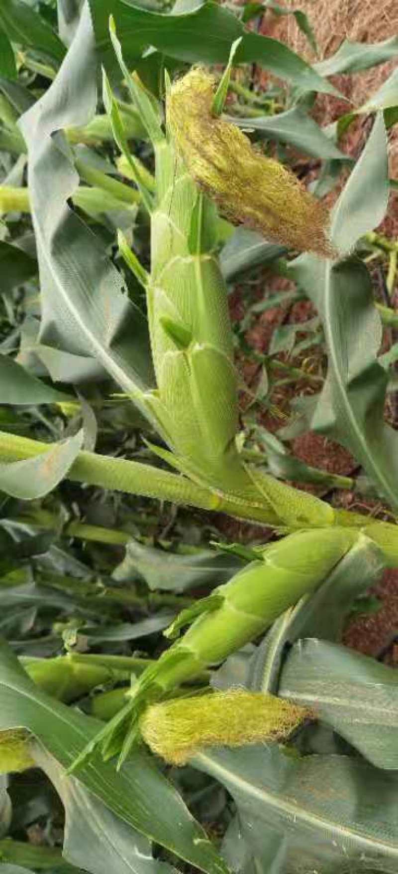 现摘水果甜玉米即食生吃棒新鲜水果类当季时令整箱10斤