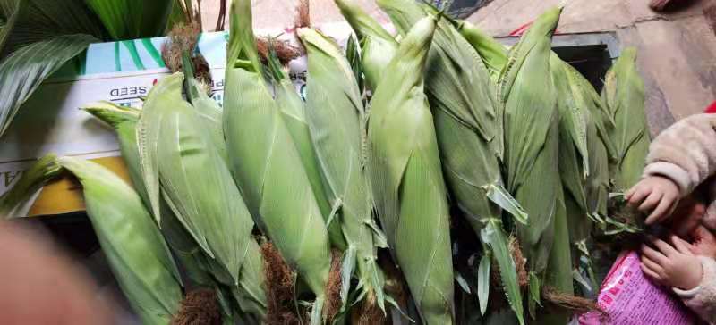 现摘水果甜玉米即食生吃棒新鲜水果类当季时令整箱10斤