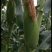 现摘水果甜玉米即食生吃棒新鲜水果类当季时令整箱10斤