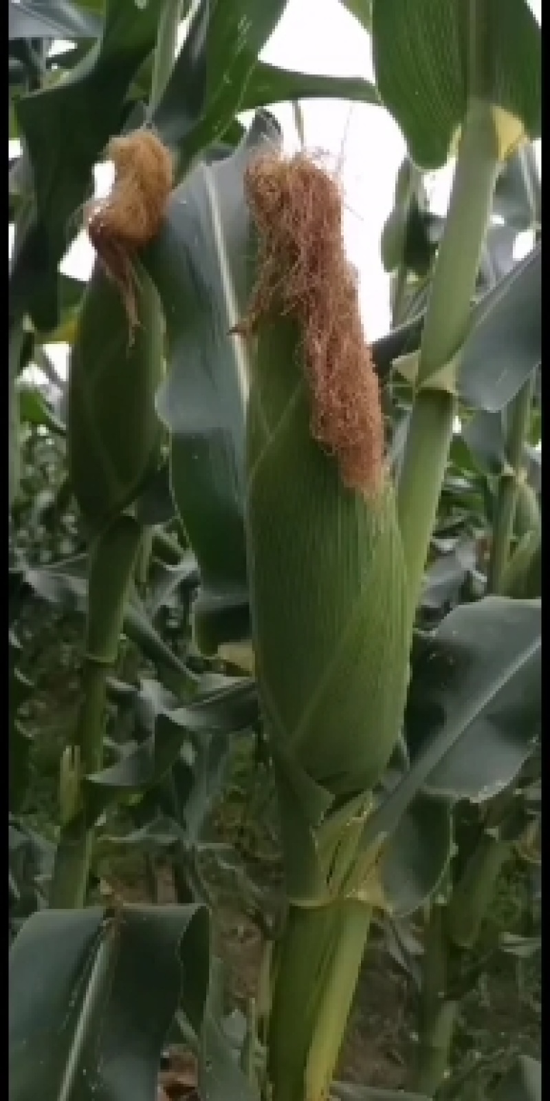 现摘水果甜玉米即食生吃棒新鲜水果类当季时令整箱10斤