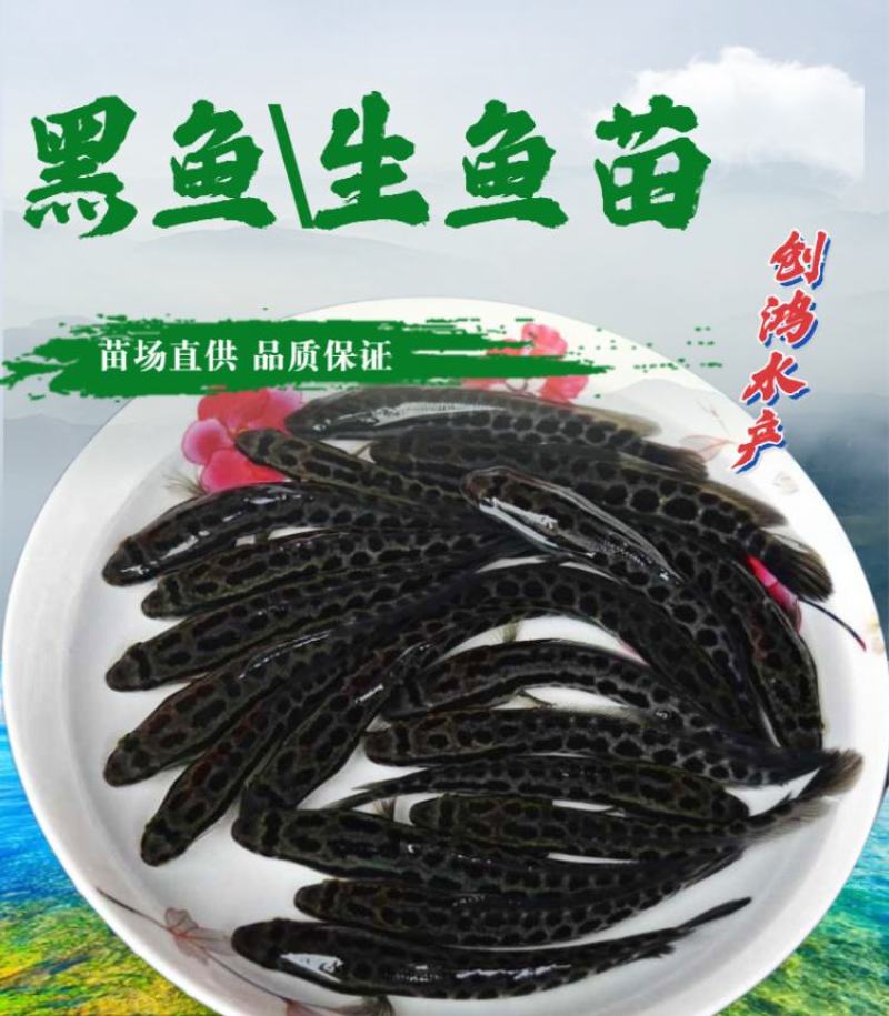 【高抗病力】优质黑鱼鱼苗生鱼苗乌鱼苗杂交黑鱼苗