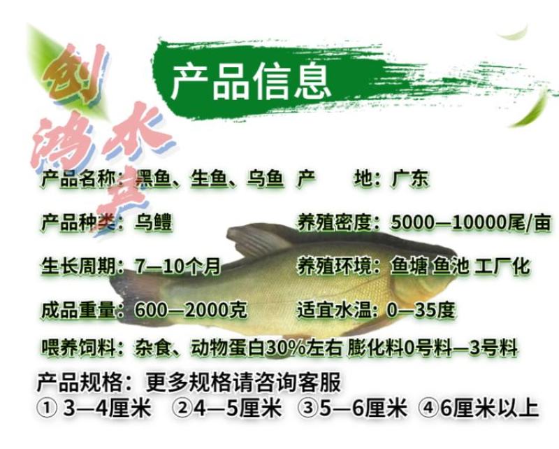 【高抗病力】优质黑鱼鱼苗生鱼苗乌鱼苗杂交黑鱼苗