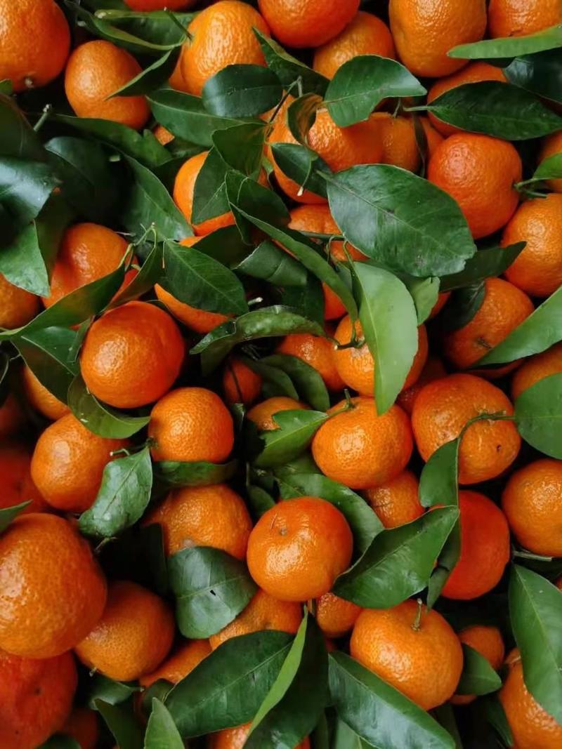 广西砂糖橘，口感好，皮毛亮，可大批量供货。