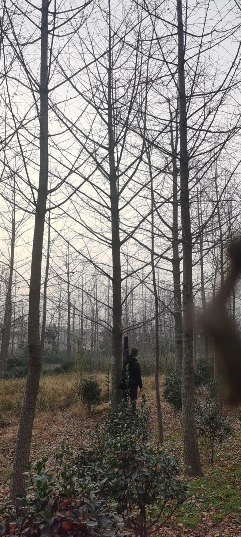 银杏（银杏科落叶乔木）乔木，高达40米，胸径可达4米