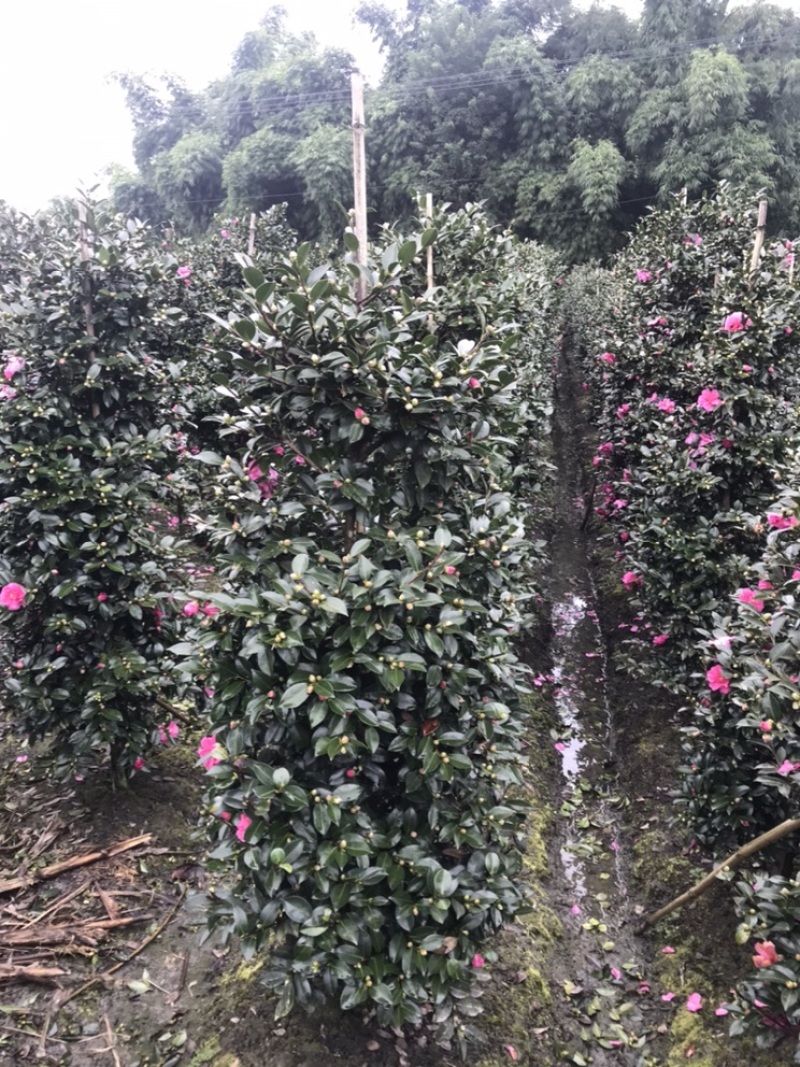 四川成都茶梅柱子基地四川成都茶梅基地四川成都茶梅球基地