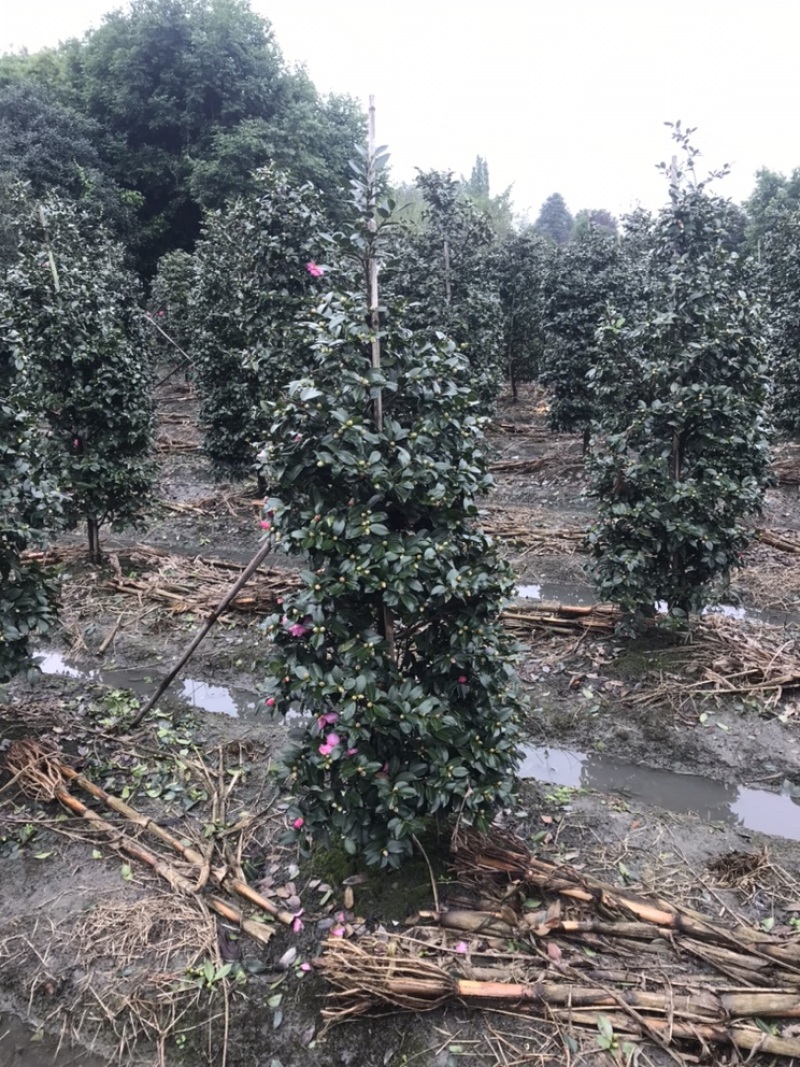 四川成都茶梅柱子基地四川成都茶梅基地四川成都茶梅球基地