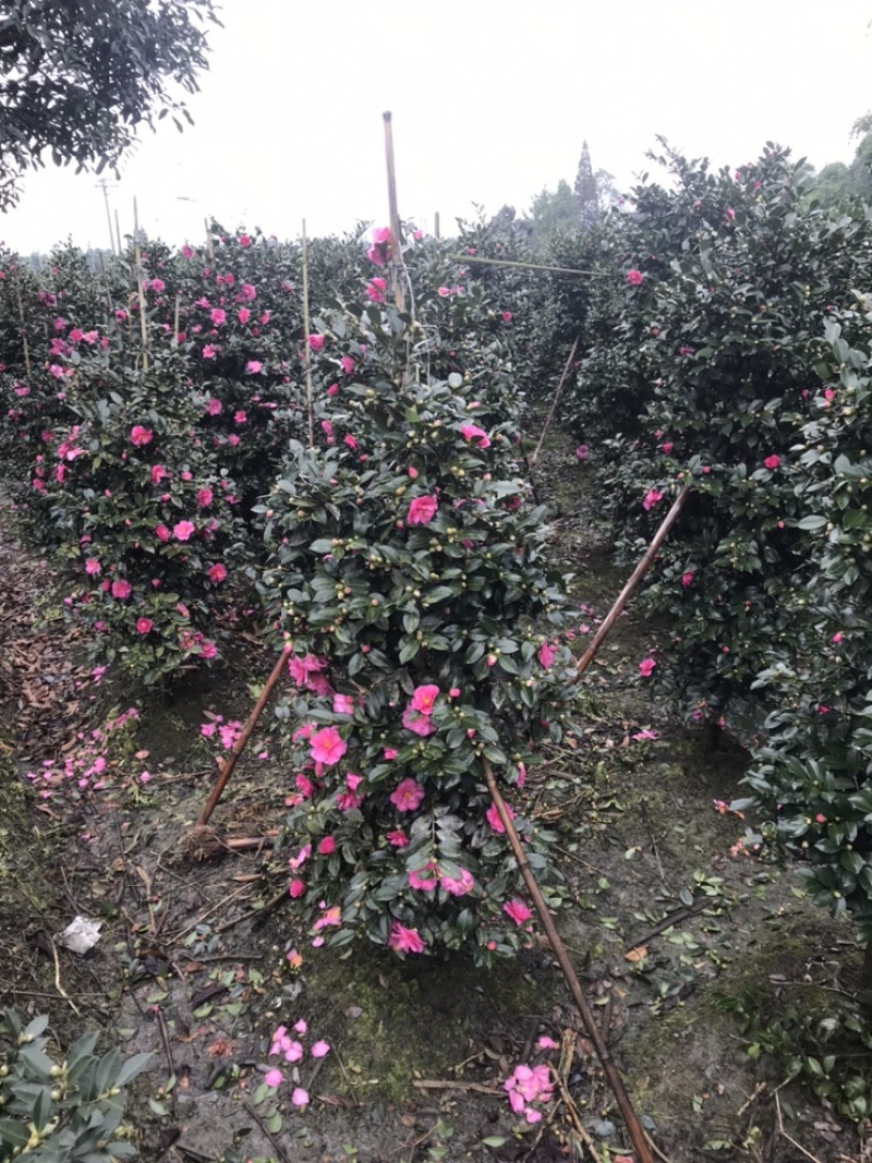 四川成都茶梅柱子基地四川成都茶梅基地四川成都茶梅球基地