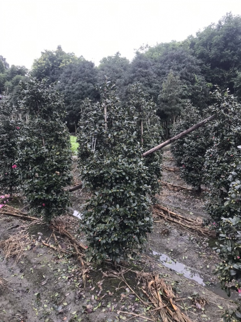 四川成都茶梅柱子基地四川成都茶梅基地四川成都茶梅球基地