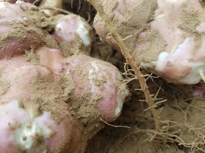 新鲜红洋姜，粉菊芋现挖现发纯沙地200亩上市中！