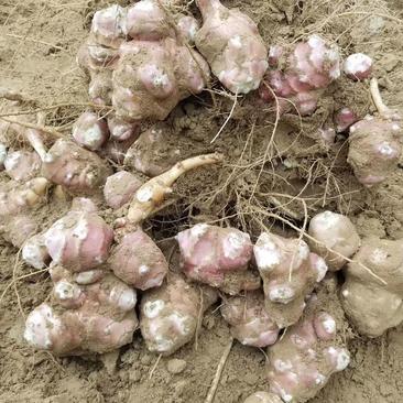 新鲜红洋姜，粉菊芋现挖现发纯沙地200亩上市中！