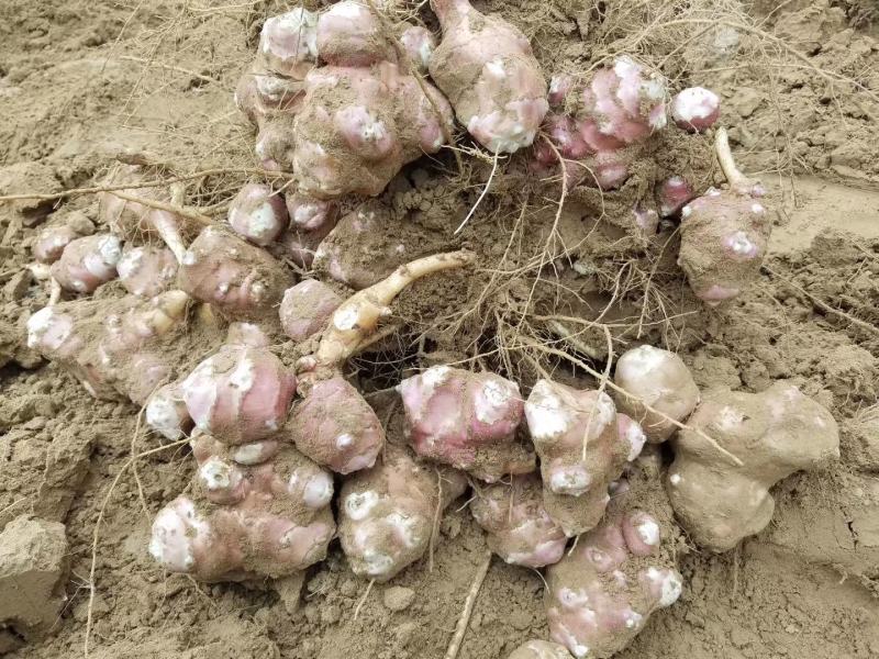 新鲜红洋姜，粉菊芋现挖现发纯沙地200亩上市中！