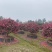 四川成都茶梅基地，茶梅球基地，茶梅柱子基地工程用茶梅苗子