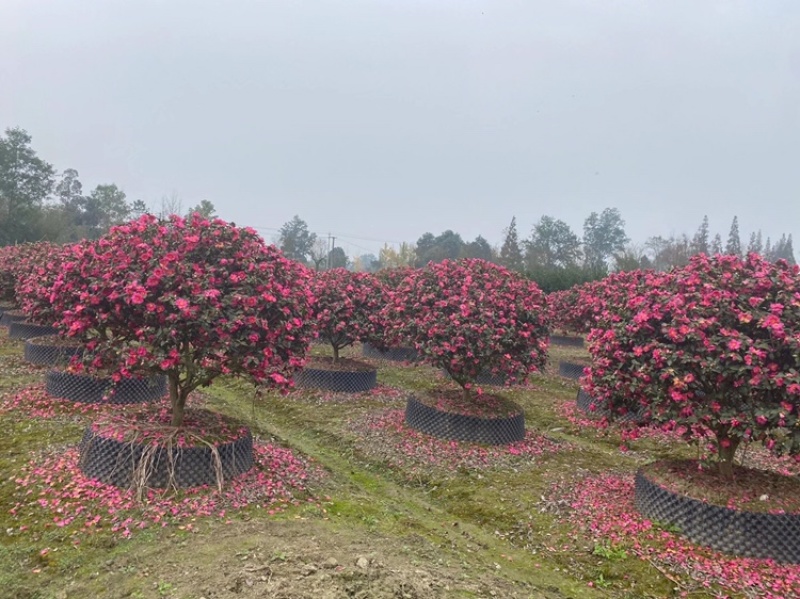四川成都茶梅基地，茶梅球基地，茶梅柱子基地工程用茶梅苗子