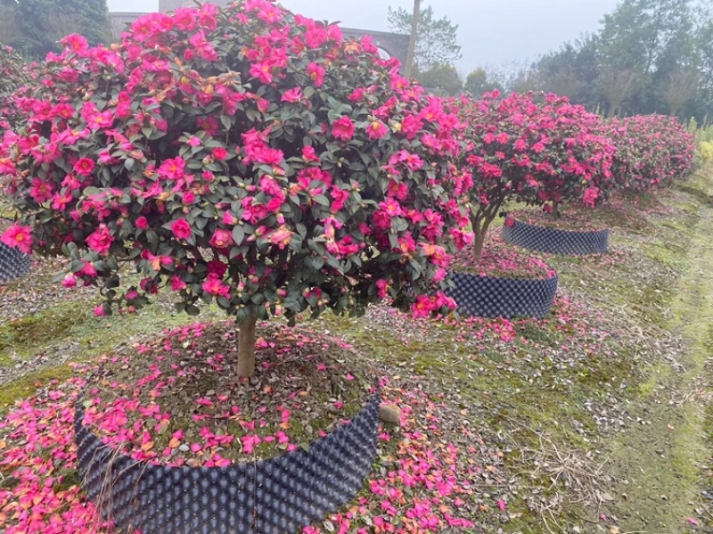 四川成都茶梅基地，茶梅球基地，茶梅柱子基地工程用茶梅苗子