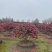 四川成都茶梅基地，茶梅球基地，茶梅柱子基地工程用茶梅苗子