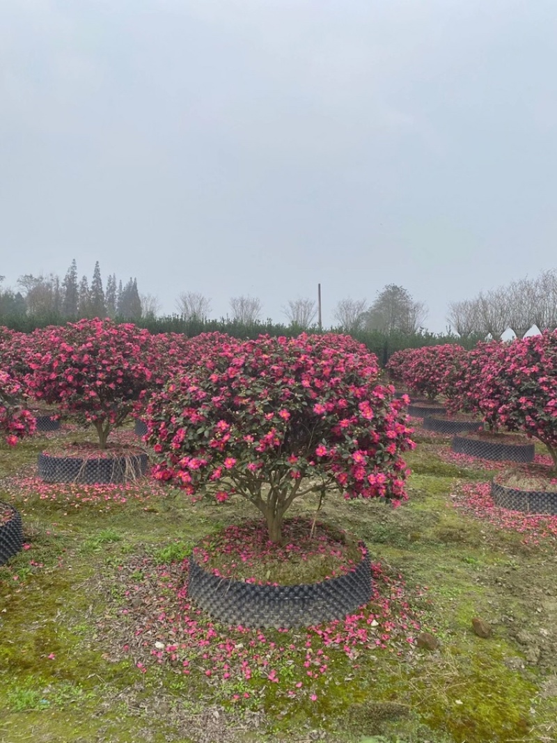四川成都茶梅基地，茶梅球基地，茶梅柱子基地工程用茶梅苗子
