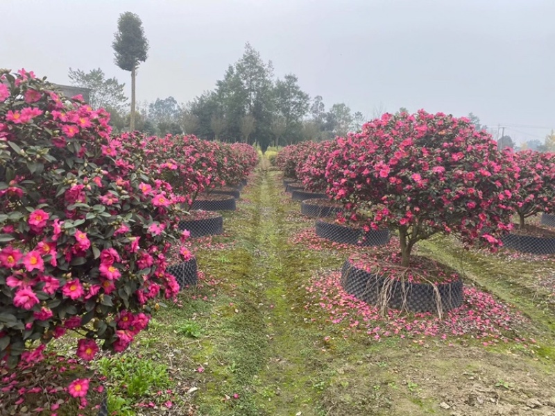 四川成都茶梅基地，茶梅球基地，茶梅柱子基地工程用茶梅苗子