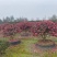 四川成都茶梅基地，茶梅球基地，茶梅柱子基地工程用茶梅苗子