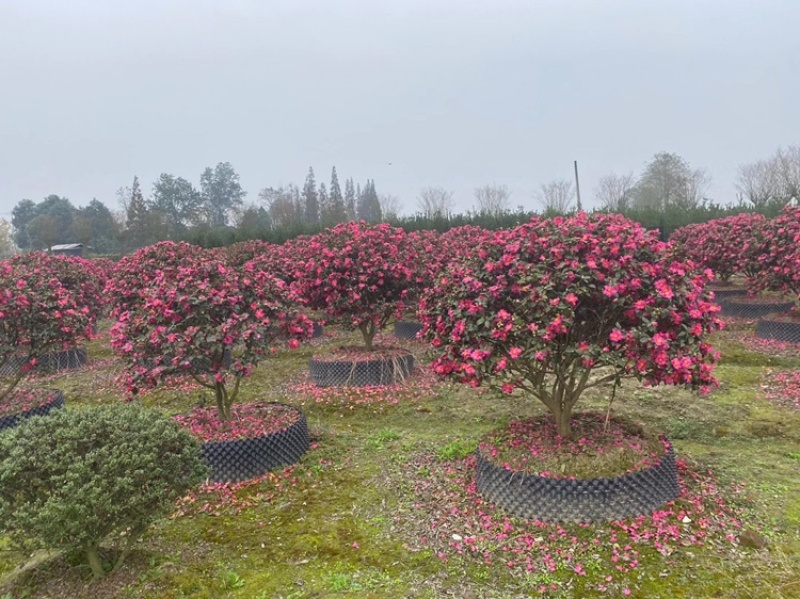 四川成都茶梅基地，茶梅球基地，茶梅柱子基地工程用茶梅苗子
