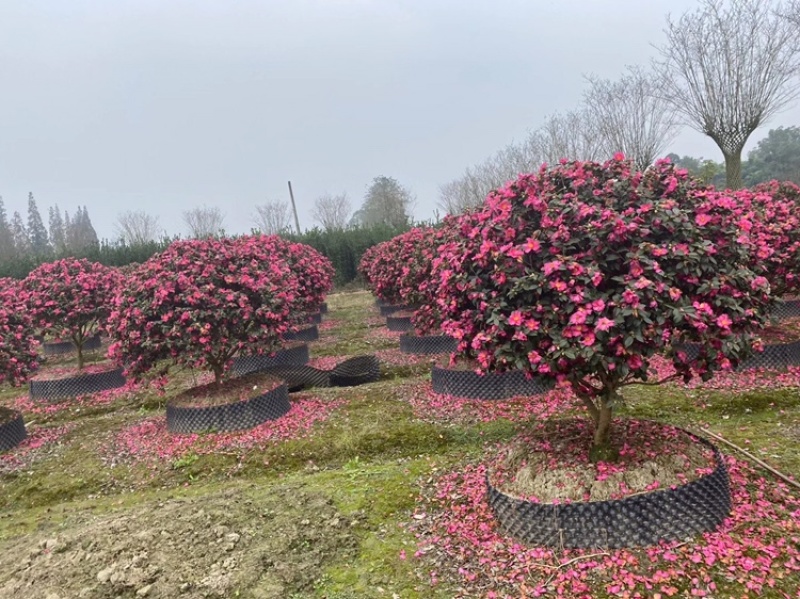四川成都茶梅基地，茶梅球基地，茶梅柱子基地工程用茶梅苗子