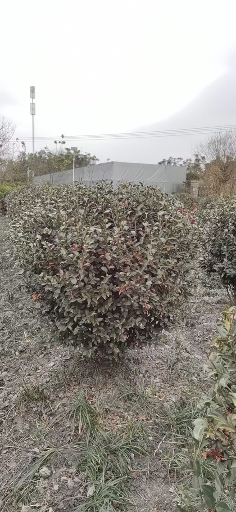 四川成都茶梅基地，茶梅球基地，茶梅柱子基地工程用茶梅苗子