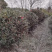 四川成都茶梅基地，茶梅球基地，茶梅柱子基地工程用茶梅苗子