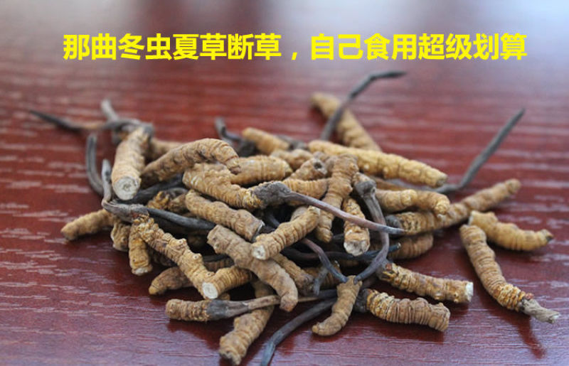 虫草西藏那曲野生新纯肉断草正宗肉节断草假一赔十。