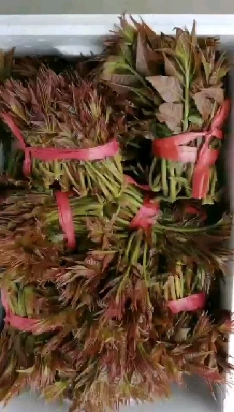 华阴正宗红油大棚香椿芽