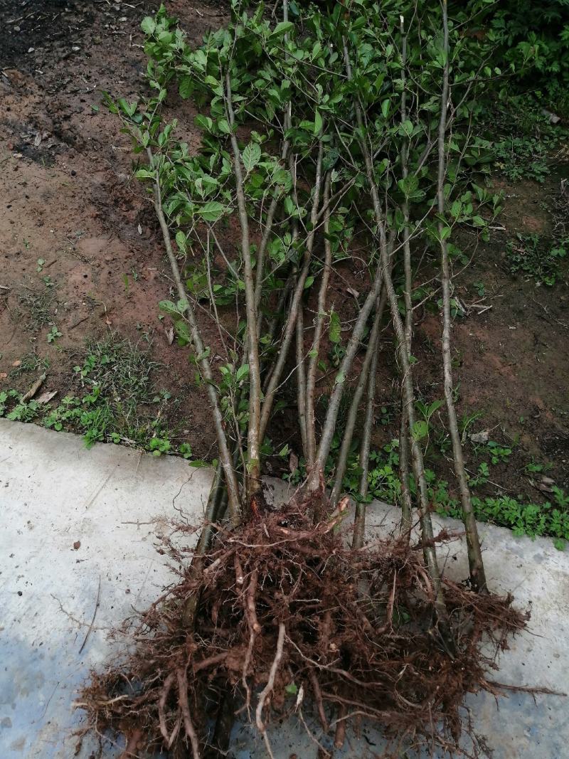 苗木桤木树苗江南桤木苗，现货供应