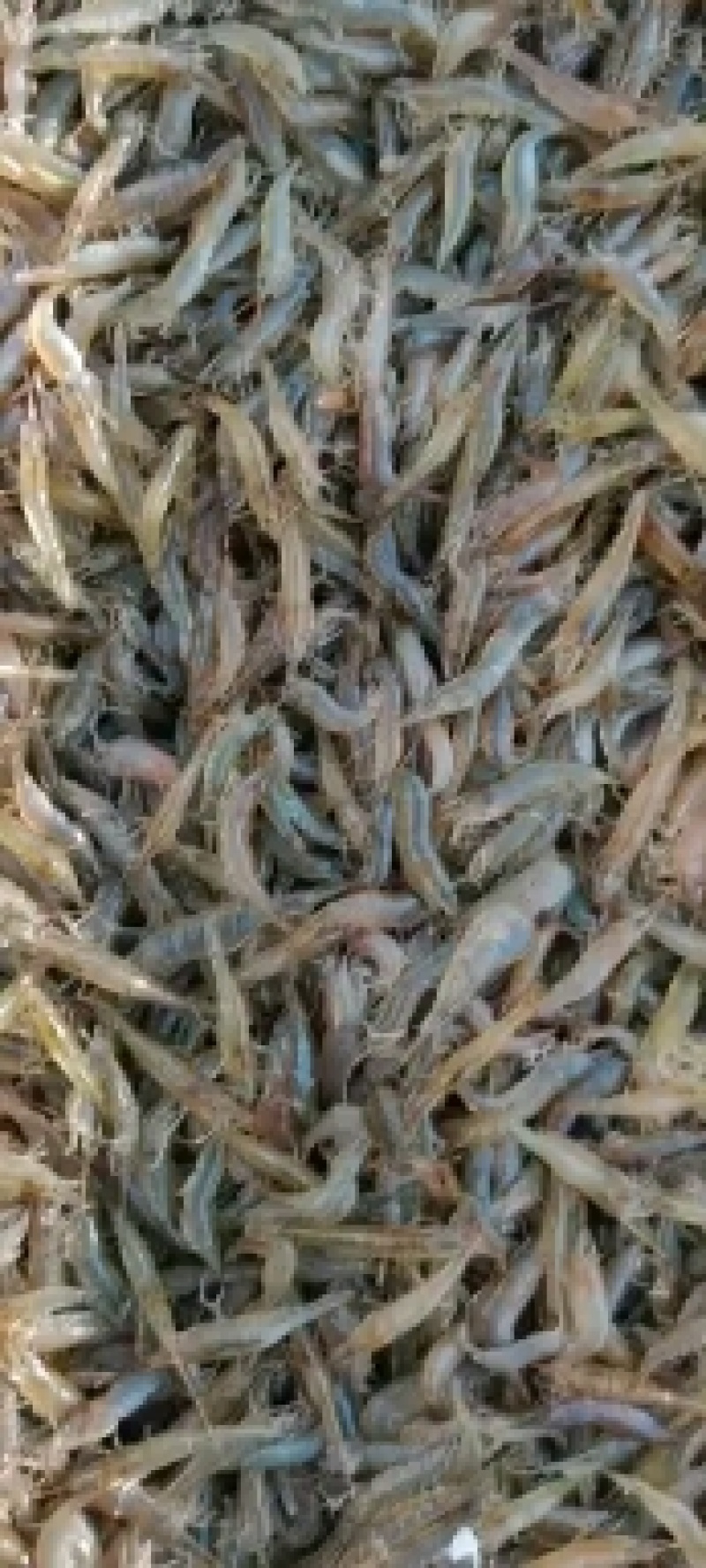 漂亮的白米虾，活力十足，透亮干净无杂质，诚信经营